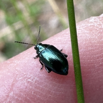 Arsipoda sp. (genus) (A flea beetle) at Kangaroo Valley, NSW - 22 Nov 2023 by lbradleyKV