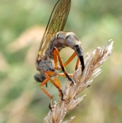 Cerdistus sp. (genus) at Mount Painter - 21 Nov 2023 by CathB