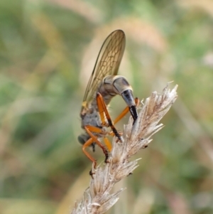 Cerdistus sp. (genus) at Mount Painter - 21 Nov 2023