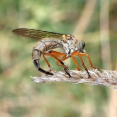 Cerdistus sp. (genus) at Mount Painter - 21 Nov 2023