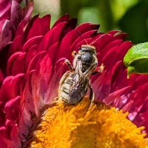 Lasioglossum (Chilalictus) sp. (genus & subgenus) at GG179 - 22 Nov 2023 12:30 PM