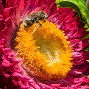 Lasioglossum (Chilalictus) sp. (genus & subgenus) at GG179 - 22 Nov 2023 12:30 PM