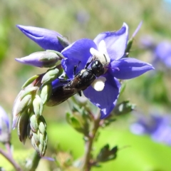 Hylaeus (Planihylaeus) quadriceps (Hylaeine colletid bee) at Acton, ACT - 21 Nov 2023 by HelenCross