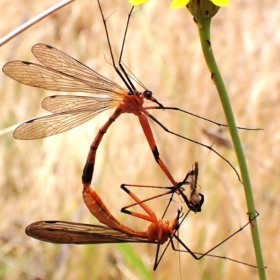 Harpobittacus sp. (genus) (Hangingfly) at Mount Painter - 21 Nov 2023 by CathB