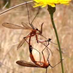 Harpobittacus sp. (genus) at Mount Painter - 21 Nov 2023