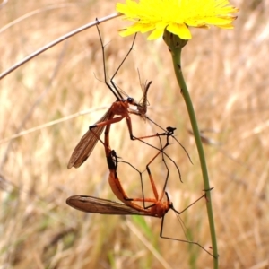 Harpobittacus sp. (genus) at Mount Painter - 21 Nov 2023