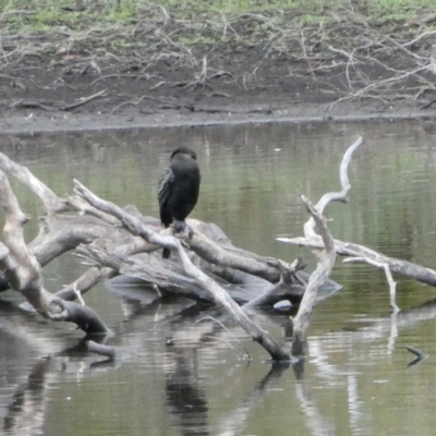 Phalacrocorax sulcirostris (Little Black Cormorant) at Wandiyali-Environa Conservation Area - 14 Nov 2023 by Wandiyali