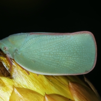 Siphanta acuta (Green planthopper, Torpedo bug) at Mount Ainslie - 30 Dec 2022 by jb2602
