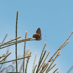 Acrodipsas aurata at Goorooyarroo NR (ACT) - 22 Nov 2023