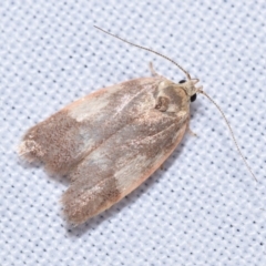 Garrha platyporphyra (A Concealer moth (Wingia Group)) at QPRC LGA - 18 Nov 2023 by DianneClarke