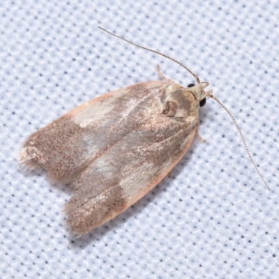 Garrha platyporphyra (A Concealer moth (Wingia Group)) by DianneClarke