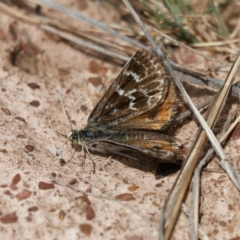 Synemon plana (Golden Sun Moth) at Goorooyarroo NR (ACT) - 21 Nov 2023 by DPRees125