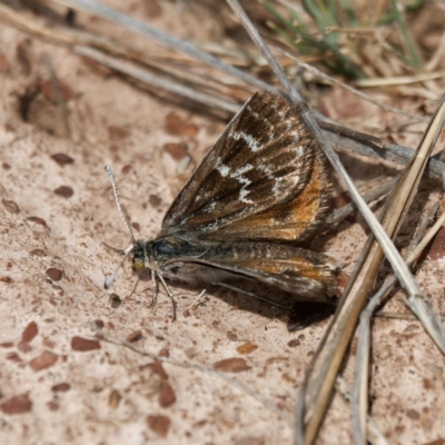 Synemon plana (Golden Sun Moth) at Throsby, ACT - 21 Nov 2023 by DPRees125