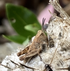 Phaulacridium vittatum (Wingless Grasshopper) at Aranda, ACT - 22 Nov 2023 by Jubeyjubes