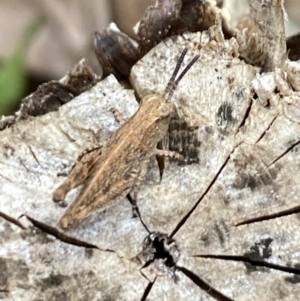 Phaulacridium vittatum at Aranda, ACT - 22 Nov 2023 05:29 PM