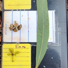 Eucalyptus mannifera subsp. mannifera (Brittle Gum) at Deakin, ACT - 22 Nov 2023 by Steve818