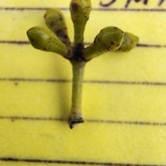 Eucalyptus mannifera subsp. mannifera at Deakin, ACT - 22 Nov 2023