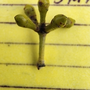 Eucalyptus mannifera subsp. mannifera at Deakin, ACT - 22 Nov 2023