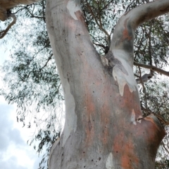 Eucalyptus mannifera subsp. mannifera at Deakin, ACT - 22 Nov 2023