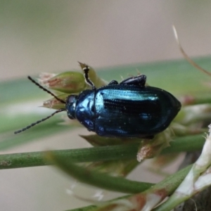 Arsipoda chrysis at Murrumbateman, NSW - 21 Nov 2023 04:41 PM