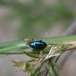 Arsipoda chrysis at Murrumbateman, NSW - 21 Nov 2023