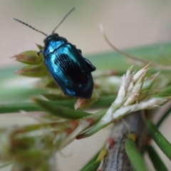 Arsipoda chrysis at Murrumbateman, NSW - 21 Nov 2023 04:41 PM