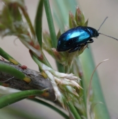 Arsipoda chrysis at Murrumbateman, NSW - 21 Nov 2023 04:41 PM