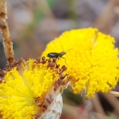 Dasytinae (subfamily) (Soft-winged flower beetle) at Mulanggari Grasslands - 21 Nov 2023 by HappyWanderer