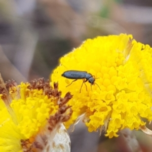 Dasytinae (subfamily) at Mulanggari NR (MUL_11) - 21 Nov 2023