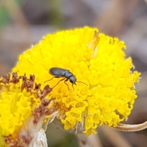 Dasytinae (subfamily) at Mulanggari NR (MUL_11) - 21 Nov 2023