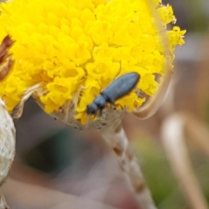 Dasytinae (subfamily) at Mulanggari NR (MUL_11) - 21 Nov 2023