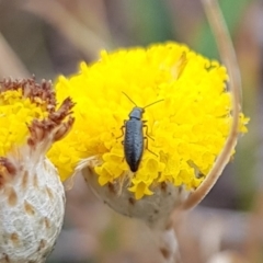 Dasytinae (subfamily) at Mulanggari NR (MUL_11) - 21 Nov 2023