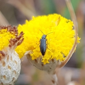 Dasytinae (subfamily) at Mulanggari NR (MUL_11) - 21 Nov 2023