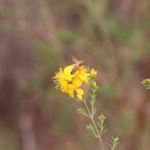 Apis mellifera at Mulanggari NR (MUL_11) - 21 Nov 2023