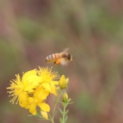 Apis mellifera at Mulanggari NR (MUL_11) - 21 Nov 2023