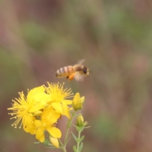 Apis mellifera at Mulanggari NR (MUL_11) - 21 Nov 2023