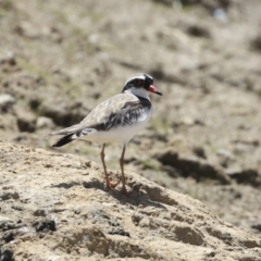 Charadrius melanops (Black-fronted Dotterel) at Strathnairn, ACT - 21 Nov 2023 by AlisonMilton