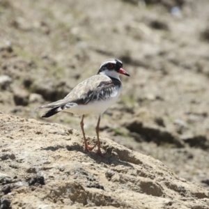 Charadrius melanops at Strathnairn, ACT - 22 Nov 2023 09:47 AM