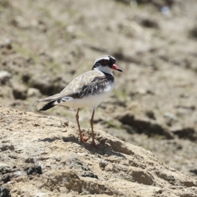 Charadrius melanops (Black-fronted Dotterel) at Strathnairn, ACT - 22 Nov 2023 by AlisonMilton