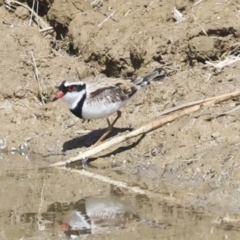 Charadrius melanops at Strathnairn, ACT - 22 Nov 2023 09:47 AM