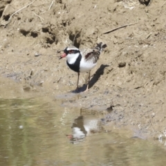 Charadrius melanops at Strathnairn, ACT - 22 Nov 2023 09:47 AM