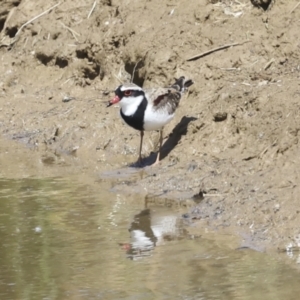 Charadrius melanops at Strathnairn, ACT - 22 Nov 2023 09:47 AM