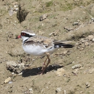 Charadrius melanops at Strathnairn, ACT - 22 Nov 2023 09:47 AM