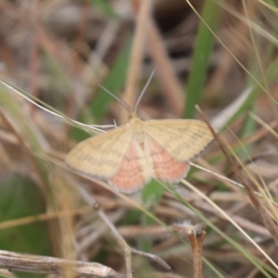 Scopula rubraria (Reddish Wave, Plantain Moth) at Gungahlin, ACT - 21 Nov 2023 by HappyWanderer