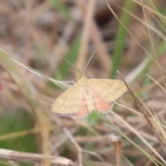 Scopula rubraria at Mulanggari NR (MUL_11) - 21 Nov 2023