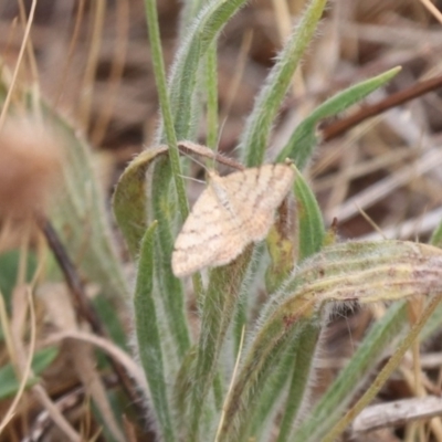 Scopula rubraria (Reddish Wave, Plantain Moth) at Mulanggari Grasslands - 21 Nov 2023 by HappyWanderer