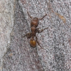 Podomyrma adelaidae (Muscleman tree ant) at Higgins, ACT - 22 Dec 2022 by AlisonMilton