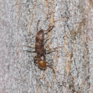 Podomyrma adelaidae at Higgins Woodland - 23 Dec 2022 10:54 AM