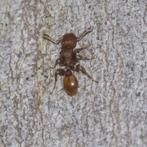 Podomyrma adelaidae at Higgins Woodland - 23 Dec 2022 10:54 AM