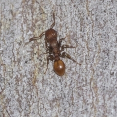 Podomyrma adelaidae at Higgins Woodland - 23 Dec 2022 10:54 AM